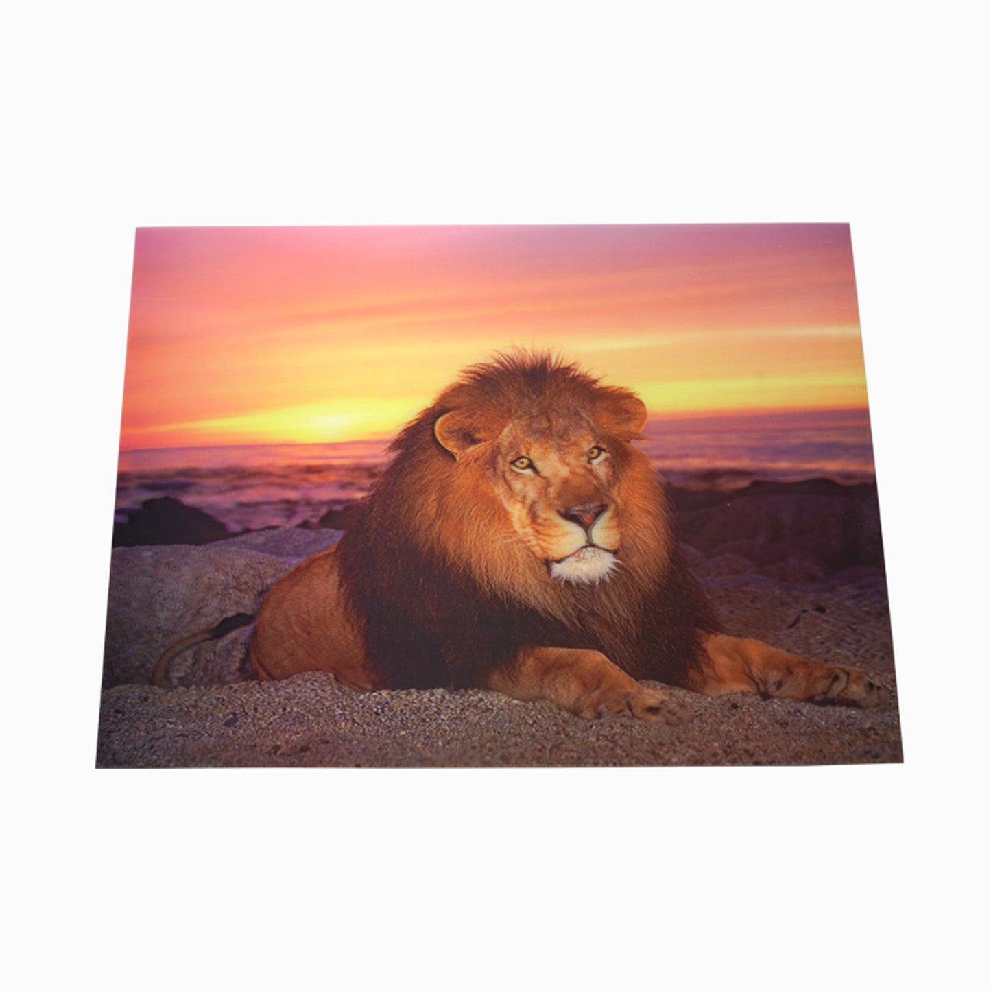 3D Flip Lenticular Lion Picture